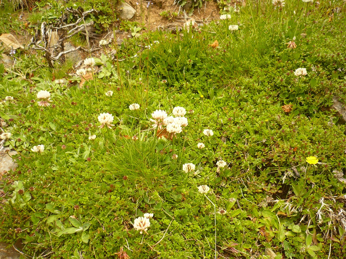 Trifolium repens var. repens (Fabaceae)